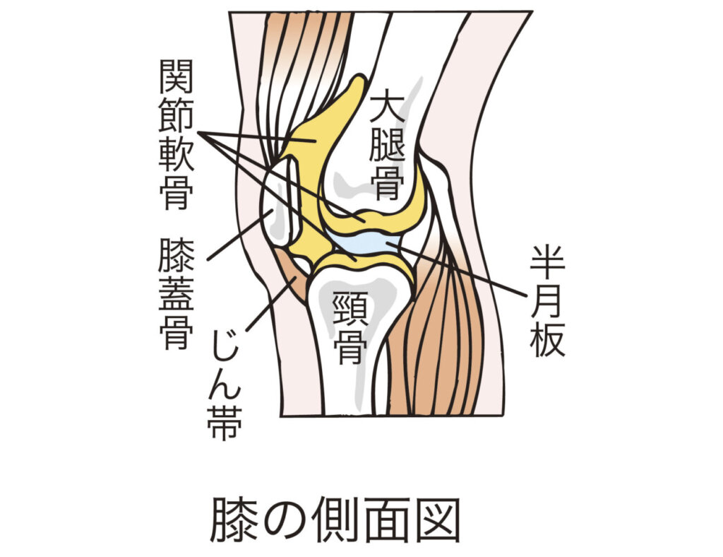 半月板とは